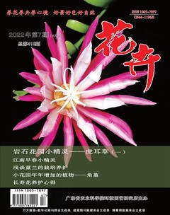 花卉·上半月