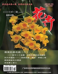 花卉·上半月