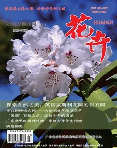 花卉·上半月