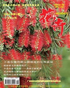 花卉·上半月