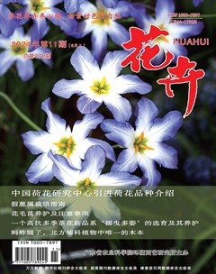 花卉·上半月