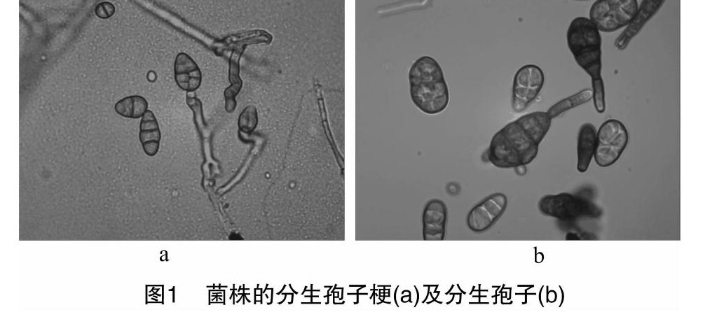 zoޛ)j馝D+