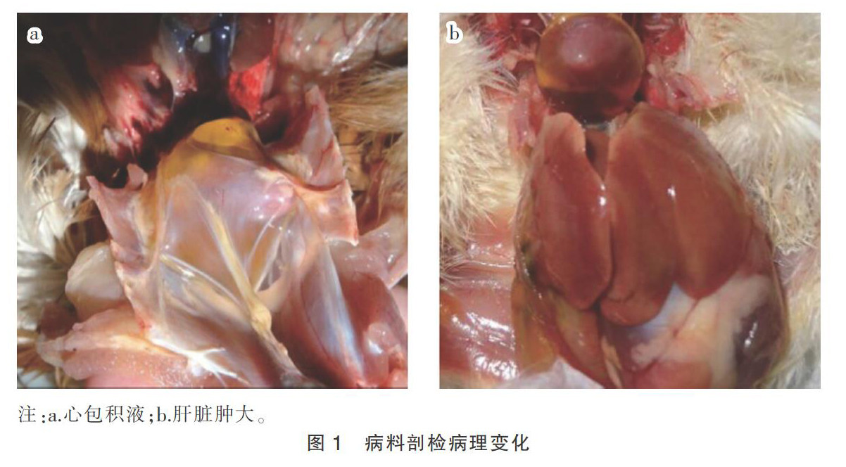 ???zo??)j饈?<footer>
<div class=