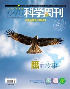 少儿科学周刊·儿童版