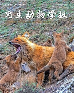 野生动物学报