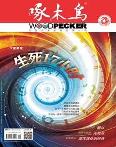 啄木鸟