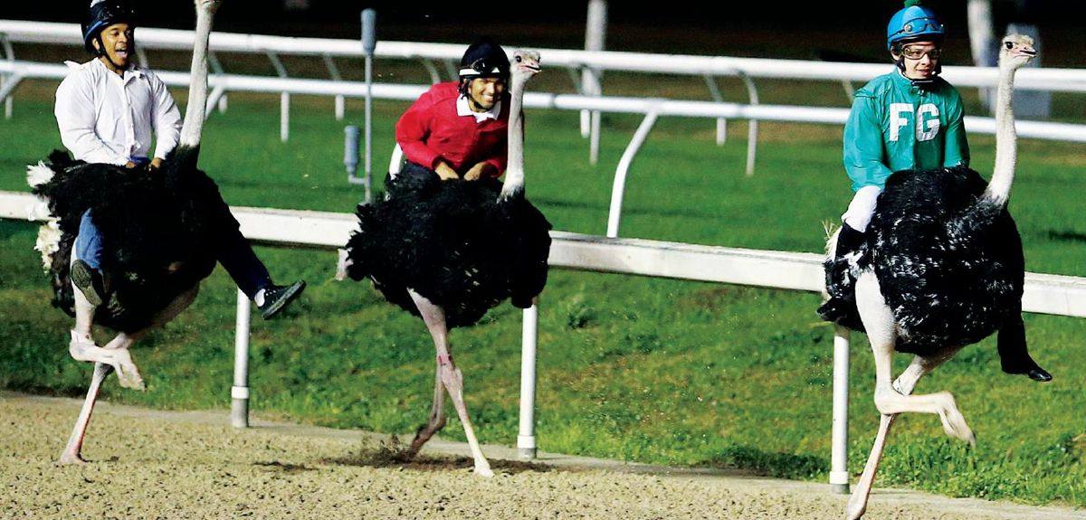 打开文本图片集三人行,必有"切克闹"骑鸟的1月12日,美国新奥尔良,参加