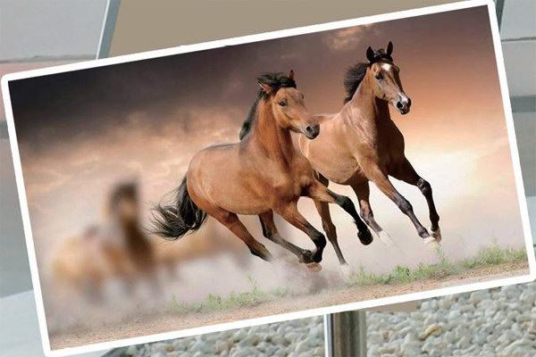 马中第一长脸——埃氏马